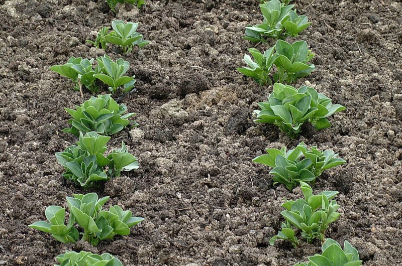 Broad Breans at Garden (vicia) faba