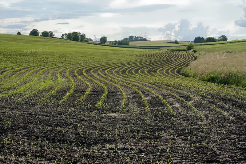 Agriculture area near Ilmried, spring, May, agriculture, field, farming, acre, Pfaffenhofen an der Ilm, Ilmtal, hop country, hop-growing area, Hallertau, Upper Bavaria, Bavaria, Free State, Germany, Europe