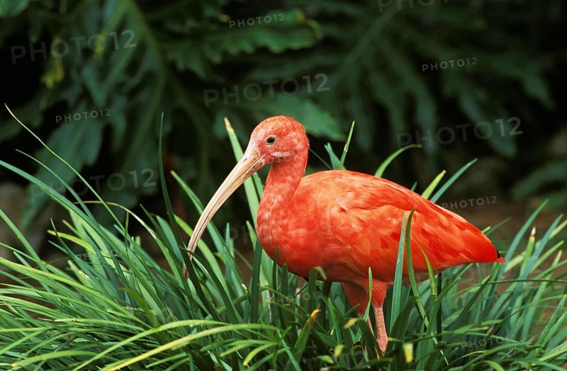 Scarlet Ibis (eudocimus ruber), Adult