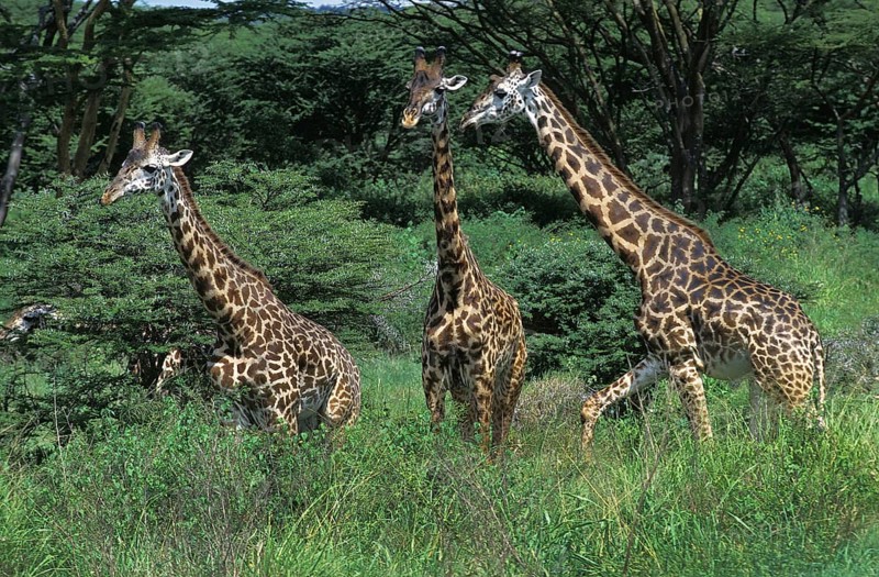 Masai Giraffe (giraffa camelopardalis tippelskirchi), Herd of Adults in Kenya