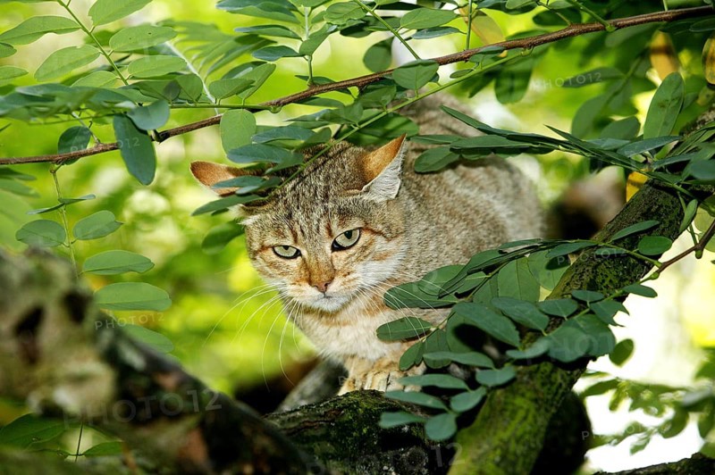 AFRICAN WILDCAT (felis silvestris lybica), ADULT STANDING ON BRANCH