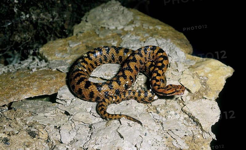 Asp Viper (vipera aspis), Adult standing on Rock, Venomous Snake in France