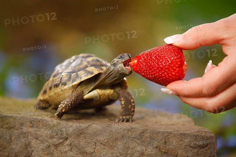 Greek tortoise being fed strawberry (Testudo hermanni boettgeri), Greek tortoise
