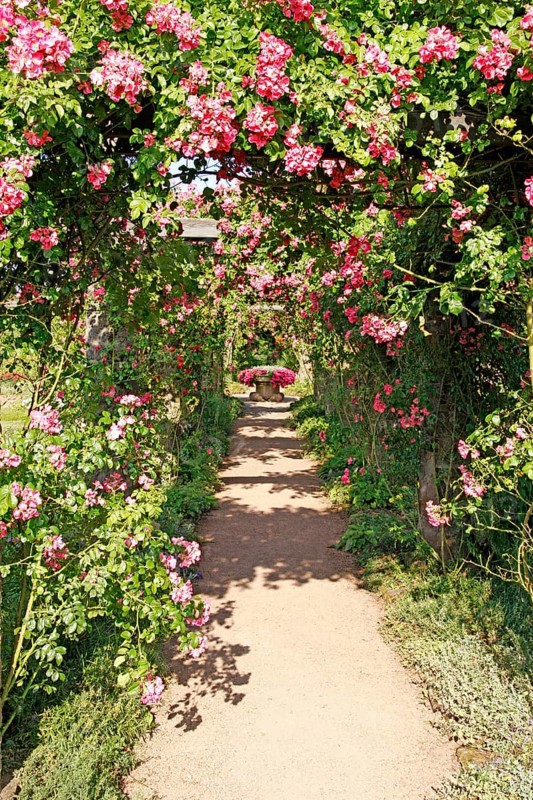 Pergola of roses, Rosarium, Park Rosenhöhe, Darmstadt, Hesse, Rosenhöhe, Rose pergola, Germany, Europe