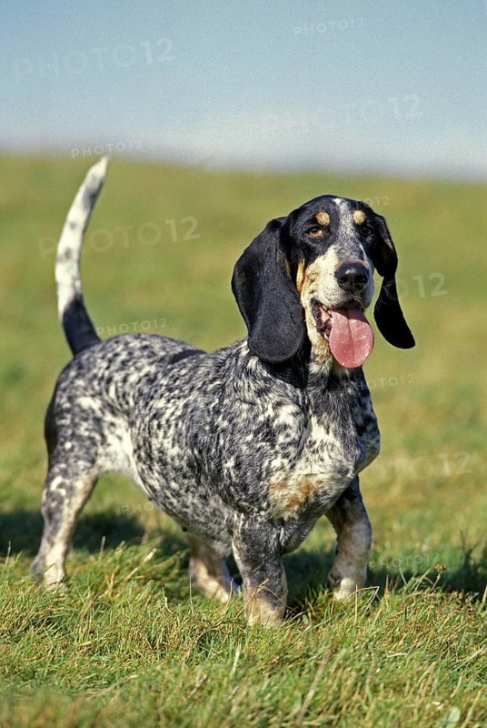 Gascogne Basset or Basset Bleu de Gascogne, adult on grass