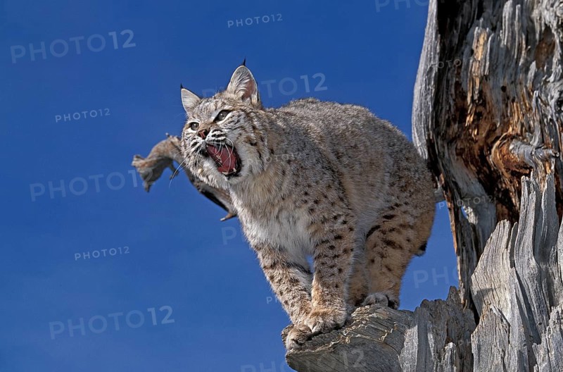 Bobcat (lynx rufus), Adult Yawning, Canada, North America