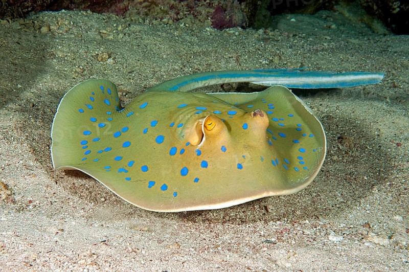 Blue-spotted stingray (Taeniura lymma)
