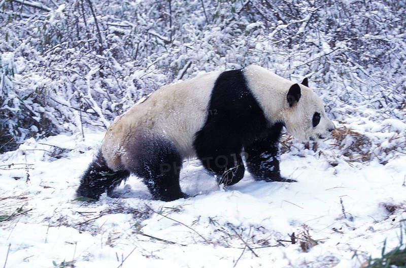Giant Panda (ailuropoda melanoleuca), Adult on Snow, Wolong Reserve in China