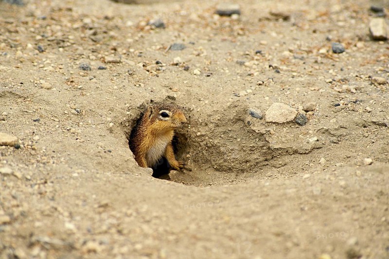Pallid Ground Squirrel (xerus rutilus), Adult at Den Entrance, Kenya, Africa