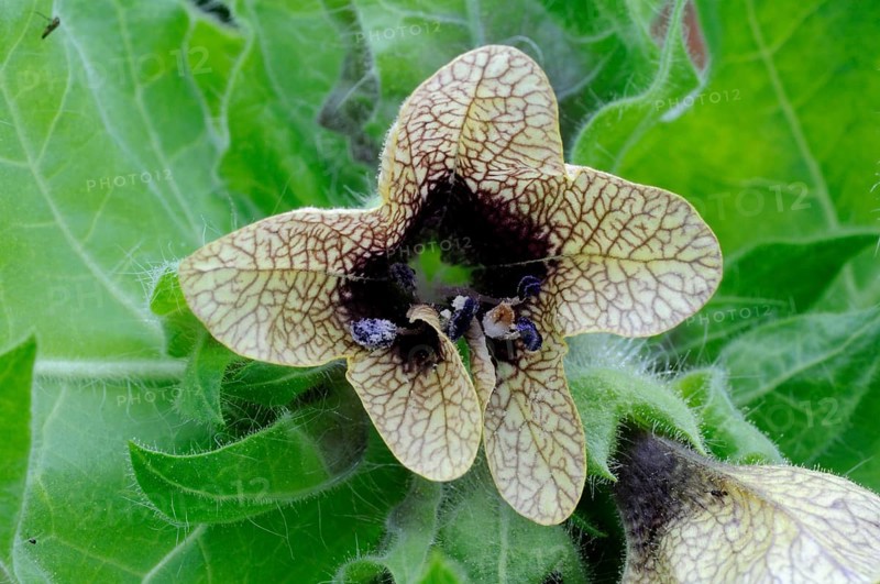 Black henbane (Hyoscyamus niger)