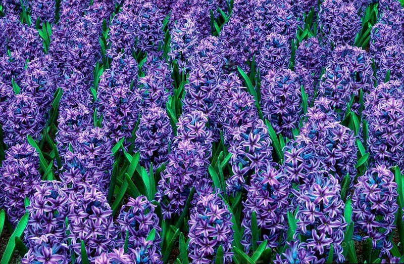 Hyacinths 'Blue Jacket' (Hycinthus orientalis hybrid)