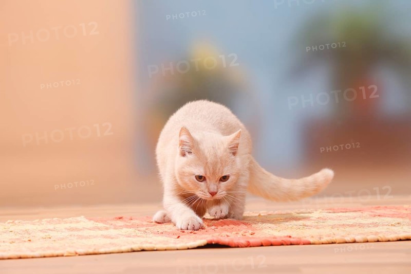 British shorthair cat, kitten, cream, 4 months, scratches at carpet, BKH, sharpen claws, sharpen claws