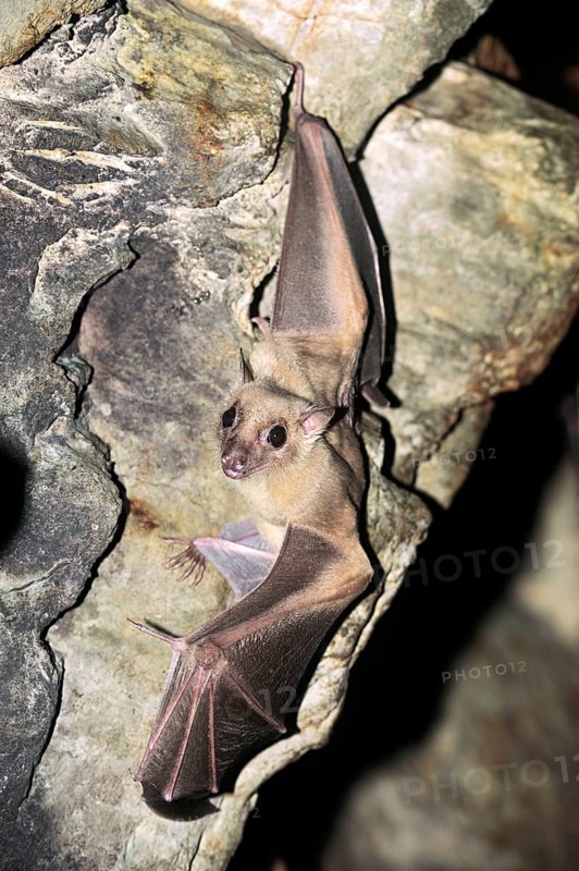 Egyptian fruit bat (Rousettus aegyptiacus)