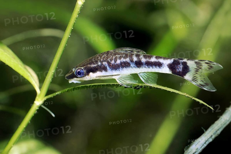 Dwarf Suckermouth (Otocinclus vittatus), Otocinclus Catfish