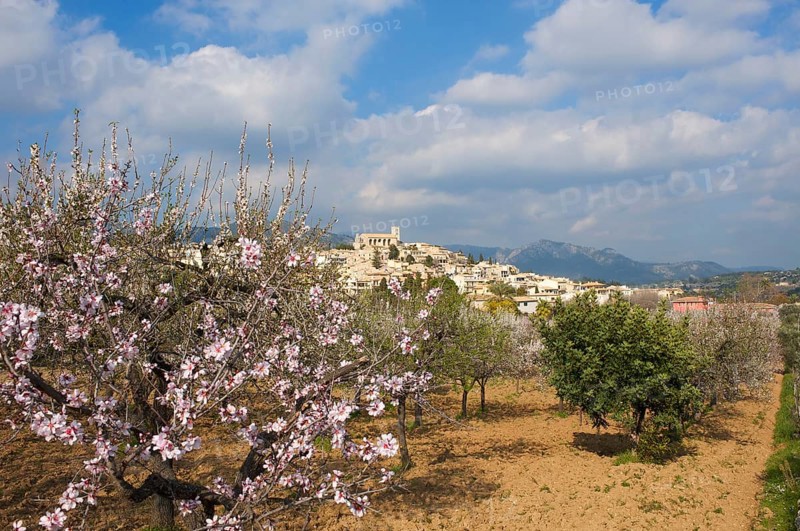 Almond blossom, Selva, Tramuntana, Majorca, Balearic Islands, Spain, Europe