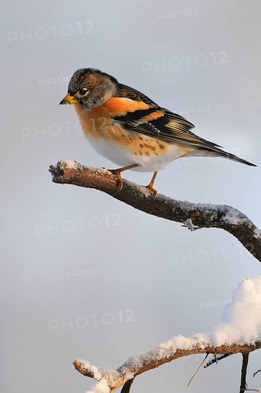 Brambling (Fringilla montifringilla), Lower Saxony, Germany, Europe