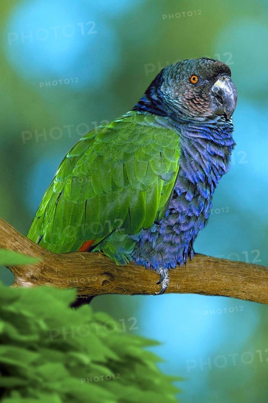 Imperial Amazon (Amazona imperialis), Kaiseramazone, Karibik, Caribbean