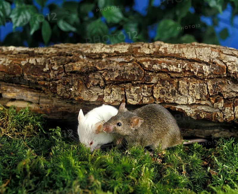 White Mouse and House Mouse (mus musculus)