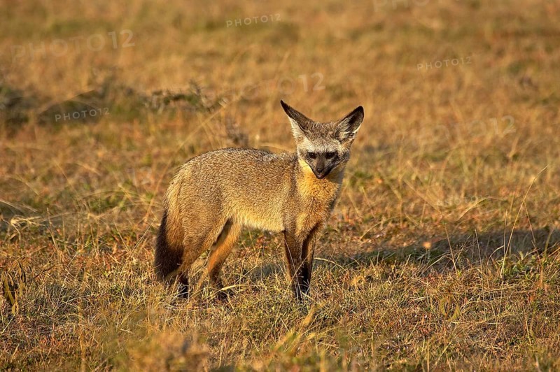 Bat Eared Fox (otocyon megalotis), Adult standing on Dry Grass, Masai Mara Park