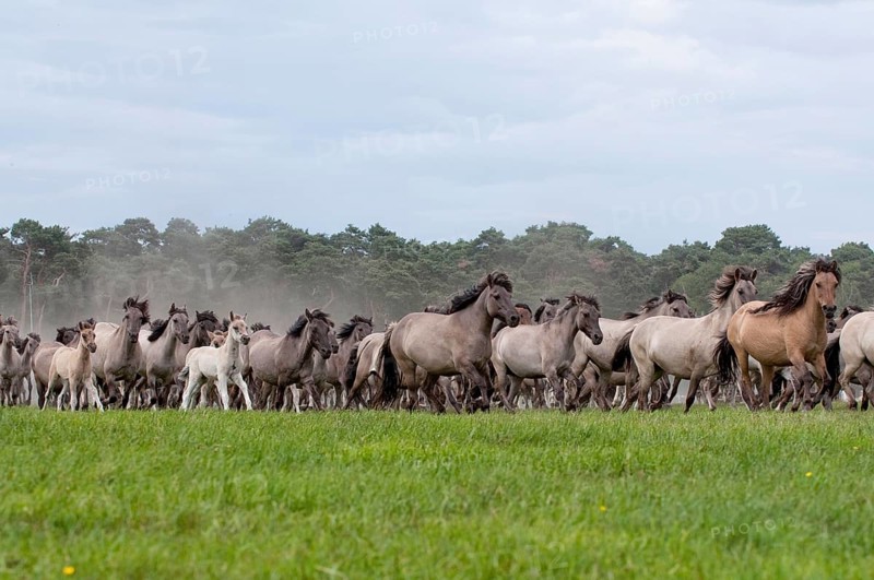 Dülmen ponies, wild horses, mares, Dülmen, Münsterland, North Rhine-Westphalia, Germany, Europe