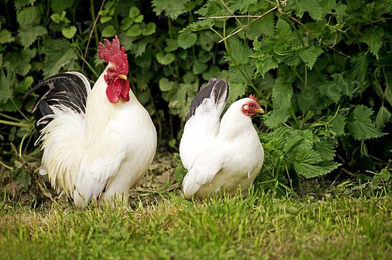 Nagasaki Domestic Chicken, Hen and Cock