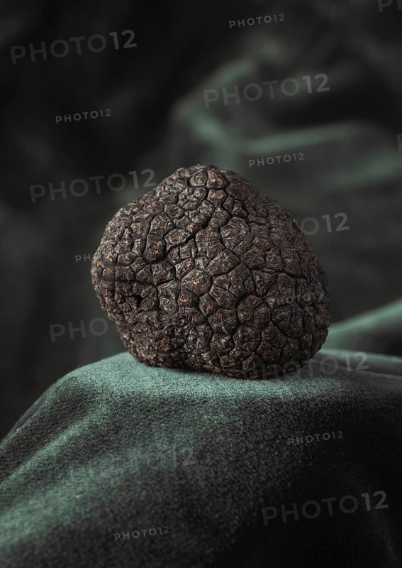 Perigord Truffle (tuber melanosporum), Mushrooms at Lalbenque Market, Lot in the South West of France