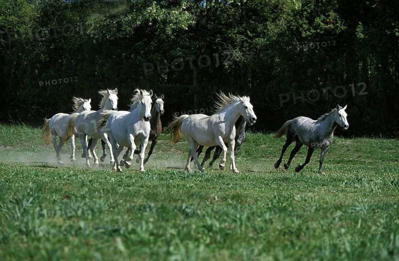 Lipizzan Horses, Herd Galloping through Meadow