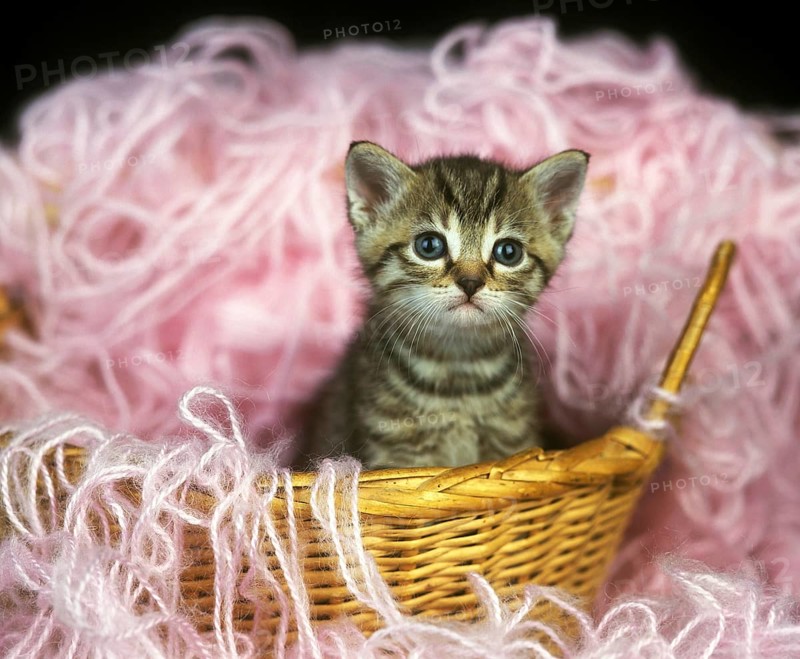 European Brown Tabby Domestic Cat, Kitten standing on Whool