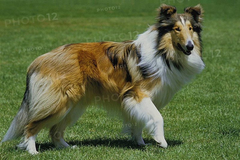 COLLIE DOG, ADULT ON GRASS