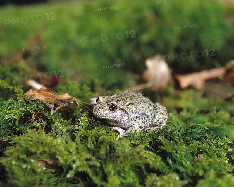 Midwife Toad (alytes obstetricans), Adult standing on Moss