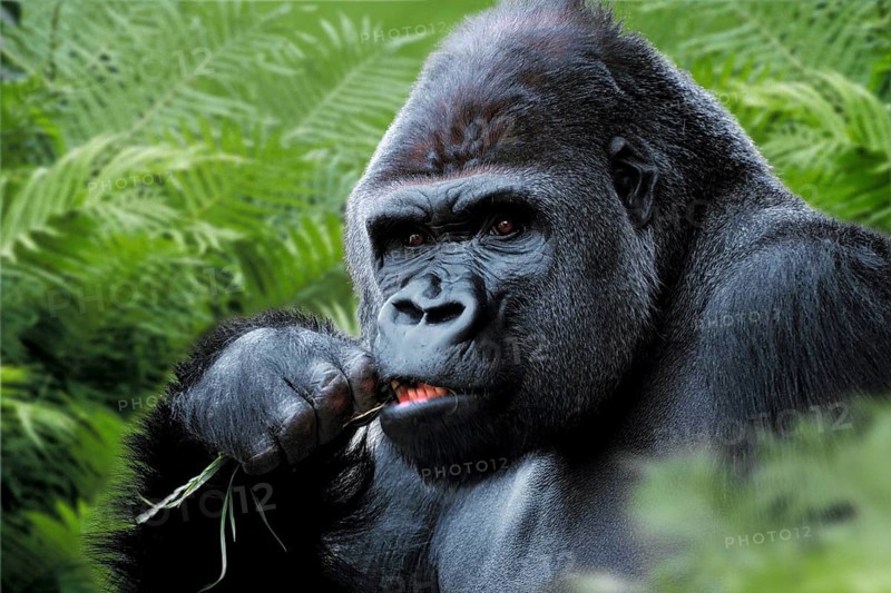 Westen Gorilla, silverback (Gorilla gorilla gorilla)