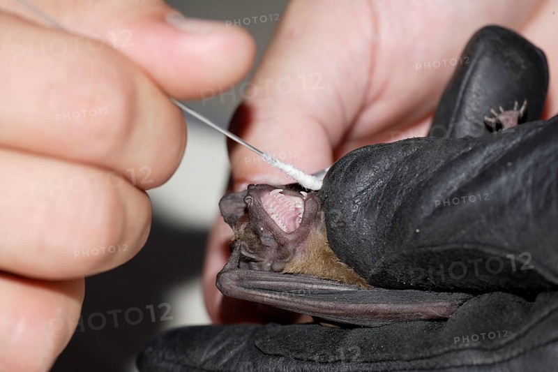 Noctule, taking saliva sample for translation of genetic information, Brandenburg, Germany (Nyctalus noctula)
