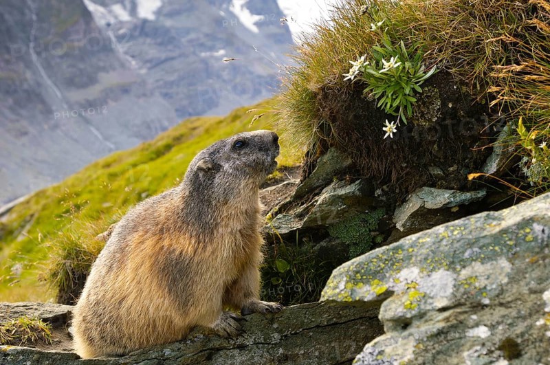 Alpine Marmot (Marmota marmota) with Edelweiss, Alpine Marmot, under construction, Hohe Tauern National Park, Heiligenblut, Austria, Europe