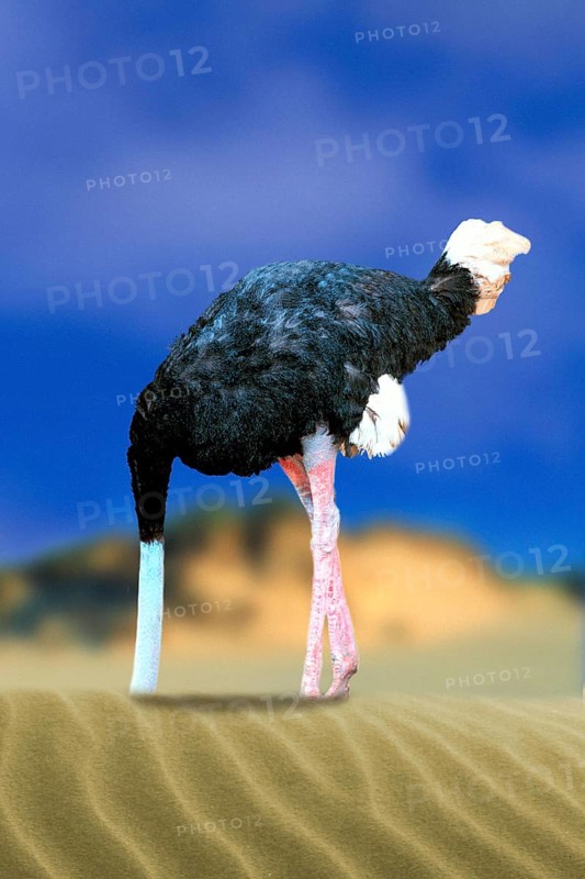 Ostrich with head in the sand, common ostrich (Struthio camelus) sticks head in the sand