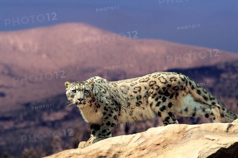 Snow Leopard (Panthera ave crux spes unica (Unica unica), Ibis, animals, outside, outdoor, sideways, side, asia, alert, standing, adult, feline, landscape, horizontal, mammals, mammals, predators, beasts of prey, strength, power