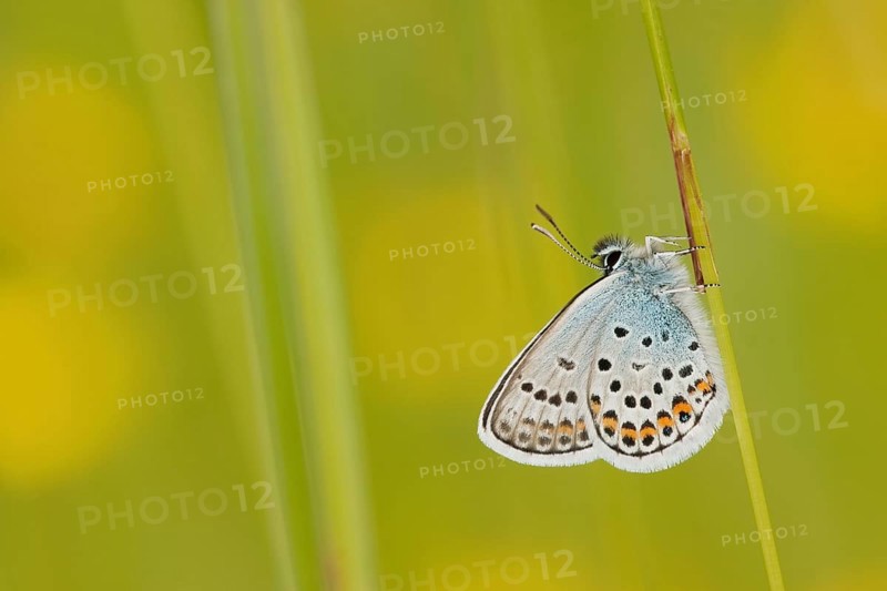 Silver-studded blue (Plebejus argus) North Rhine-Westphalia, Germany, Europe