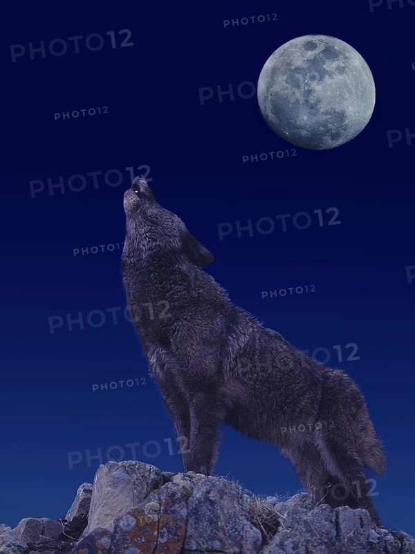 EUROPEAN WOLF (canis lupus), ADULT ON ROCK BAYING AT THE MOON