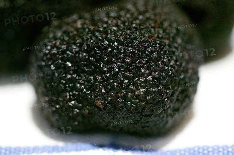 PERIGORD TRUFFLE (tuber melanosporum) AT LALBENQUE MARKET, LOT IN FRANCE