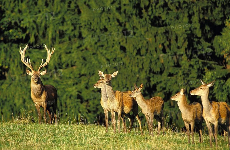 Red Deer (cervus elaphus), Herd