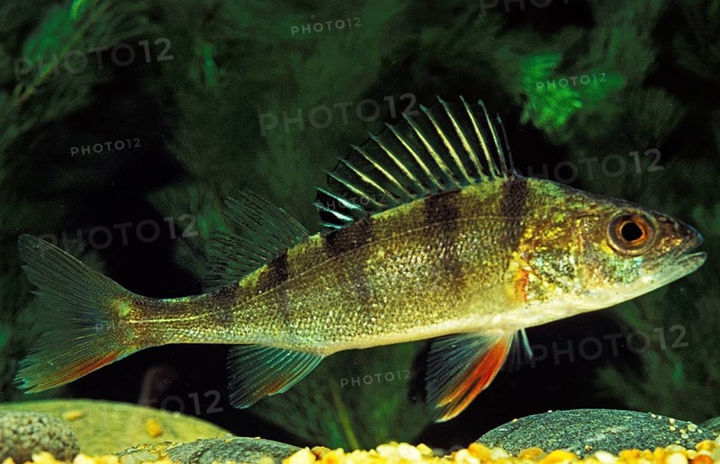 European Perch (perca fluviatilis)