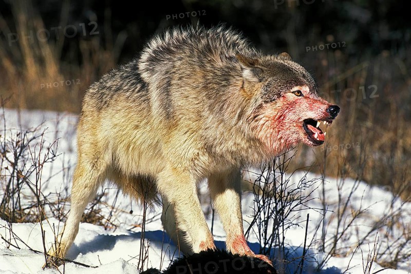 North American Grey Wolf (canis lupus occidentalis), Adult on a Kill, Bloody Face, Canada, North America