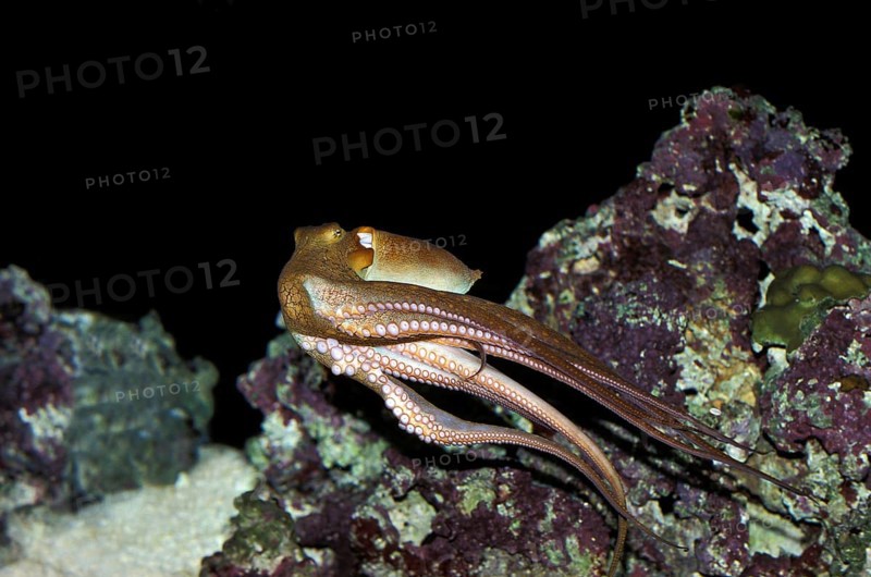 Octopus, octopus sp. Adult Swimming