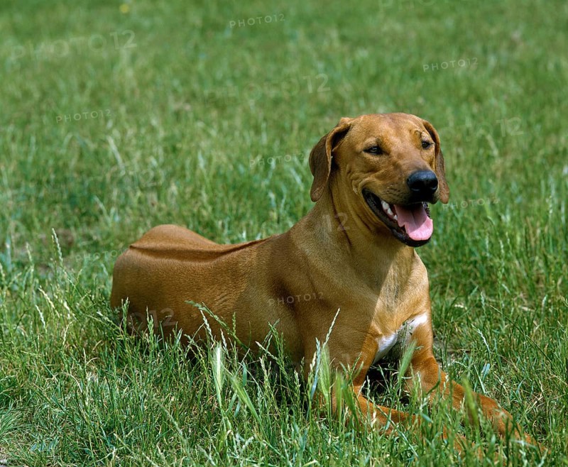 Rhodesian Ridgeback Dog laying on Grass