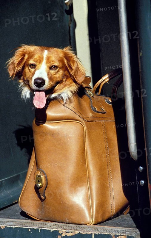 Domestic Dog standing in Bag, Travelling by Train