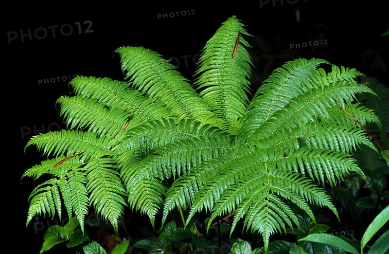 Bracken (Pteridium aquilinum) fern, Hawaii
