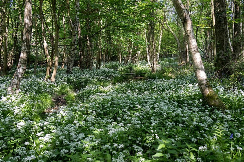 Ramsons or Wild Garlic (Allium ursinum) blooming in springtime near East Grinstead