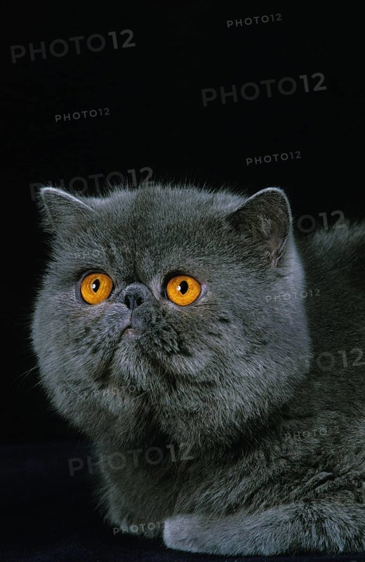Exotic Shorthair against a black background