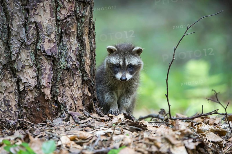Raccoon (Procyon lotor) , Young animal, Lower Saxony, Germany, Europe
