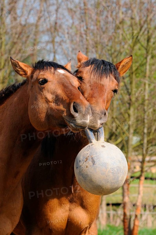 American Quarter Horses, young stallions, playing with ball, toys