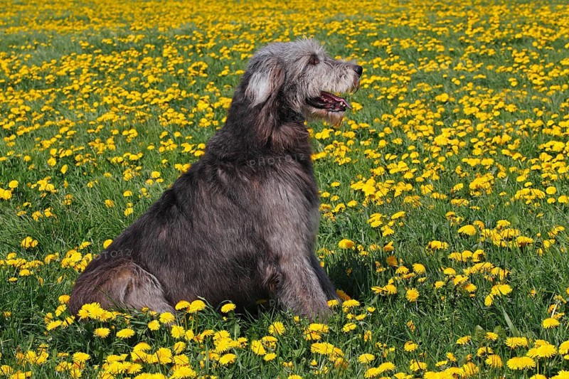Irish Wolfhound, male, Irish Wolfhound, sideways